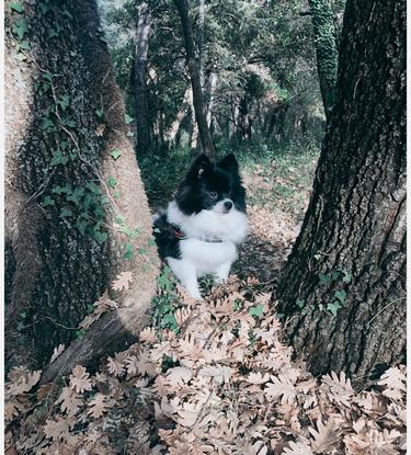 Promenade dans la forêt avec Alvin 🐕