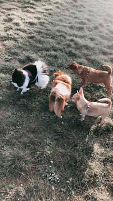 Avec les copains 🐕
