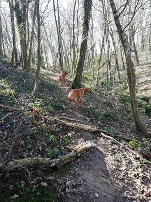 Sam & Lucy en balade en forêt 