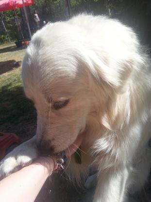 un chien qui a été juste adorable avec moi