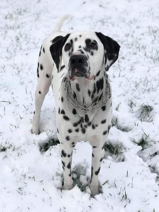 Voici mon chien nasco 3 ans bientôt
