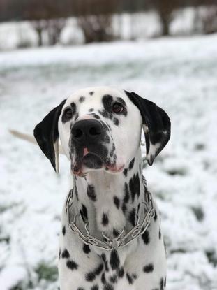 2 e photo de mon chien