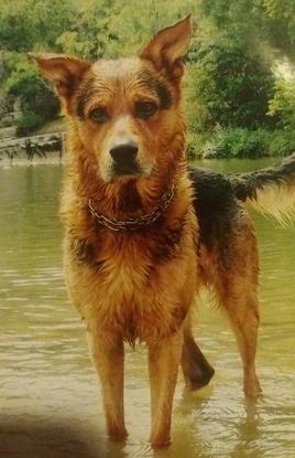Mon ancien chien 