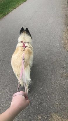 Je garde Gipsy cette semaine !