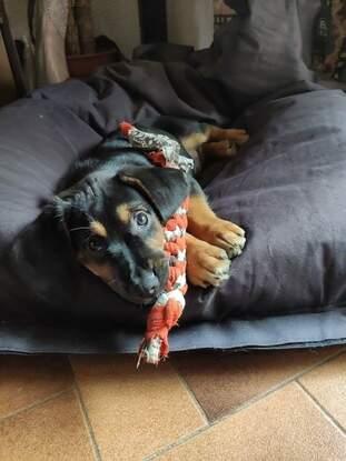 Mon chien