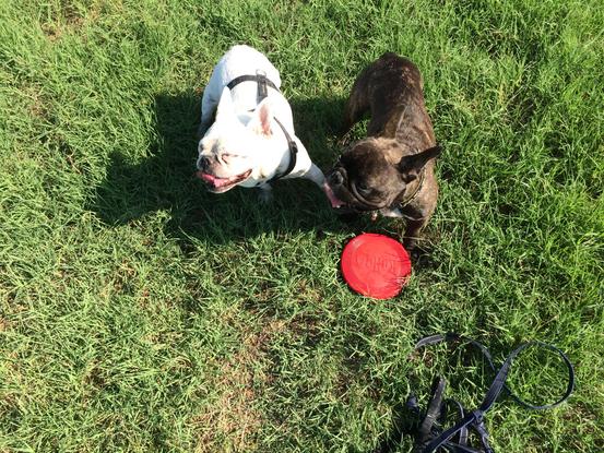 Garde bouledogue 