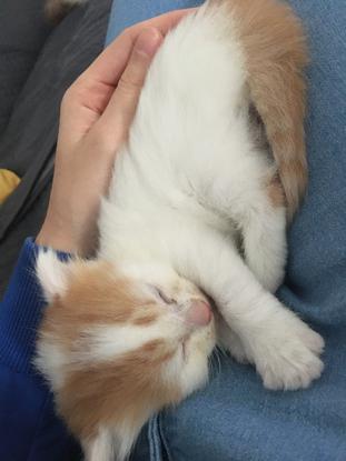 Bébé chat 🥰