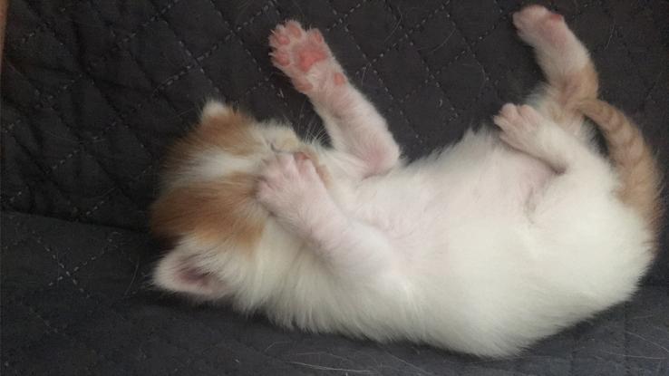 Bébé chat 🥰
