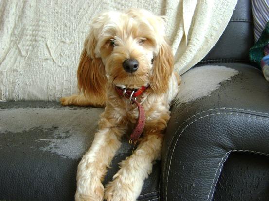 Lya mon chien 