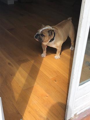 Hector, Garderie du jour, promenade et garde à domicile.