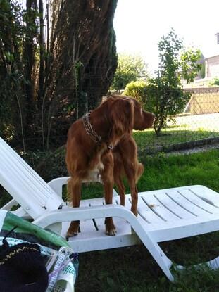 Chien que j'ai gardé 