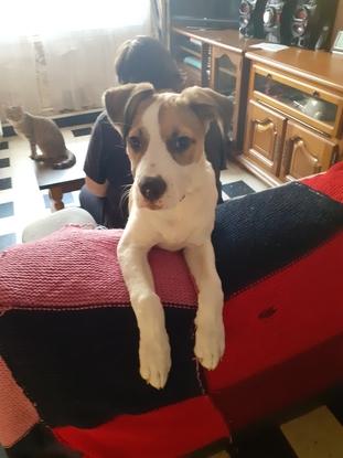 Chien que j'ai gardé 