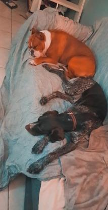 La petite Luna et Ohana en faisant sa sieste 😴