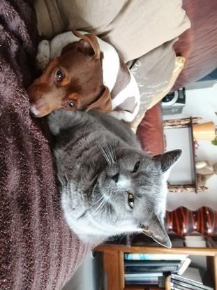 Ma chienne Nambi et ma chartreuse