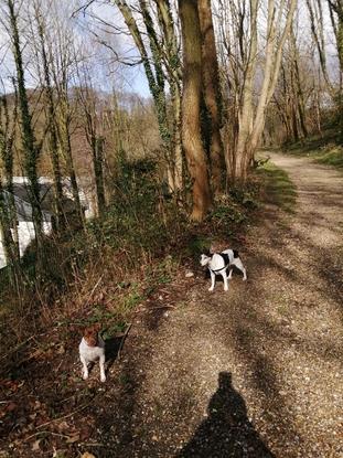 Promenade avec ma chienne et Cannelle que j'ai en garde de temps en temps 