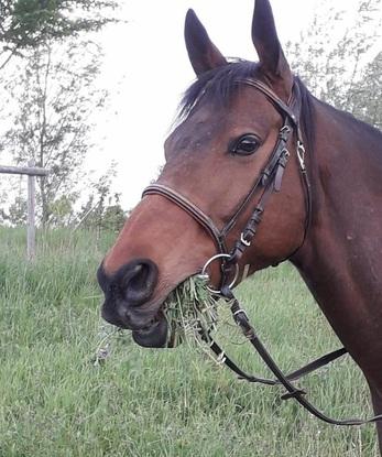 Mon cheval Voyou 