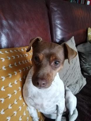Ma petite chienne Nambi 