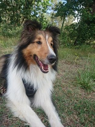 Neilo berger des shetlands de 3 ans