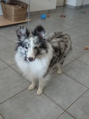 Pellia berger des shetlands de 8 mois