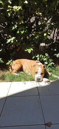 Jaora la Amstaff dans le jardin ☀️