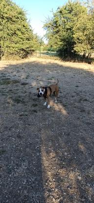 En balade dans le parc à chien à côté de la maison 🐕🌳