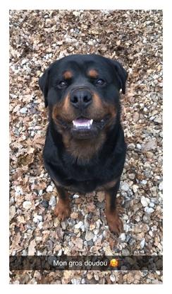 Mufassa, Rott de 3ans.