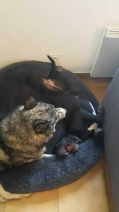 Chacun son dodo et pourtant...