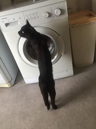 La machine est terminé je peux chattendre le linge 🧺