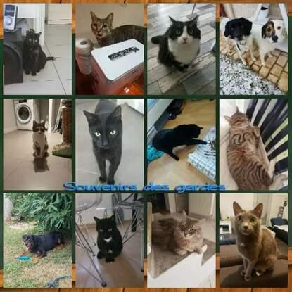 Mes gardes chat et chiens (visites/promenades)