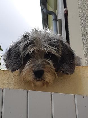 Molly