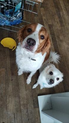 Le duo infernal ! Simba et orca 