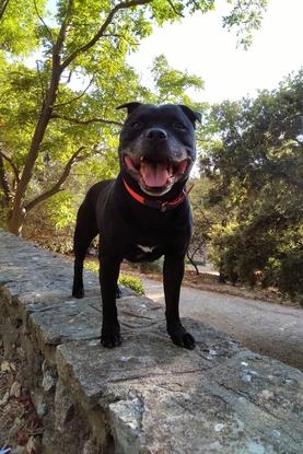 Taz (Staff)