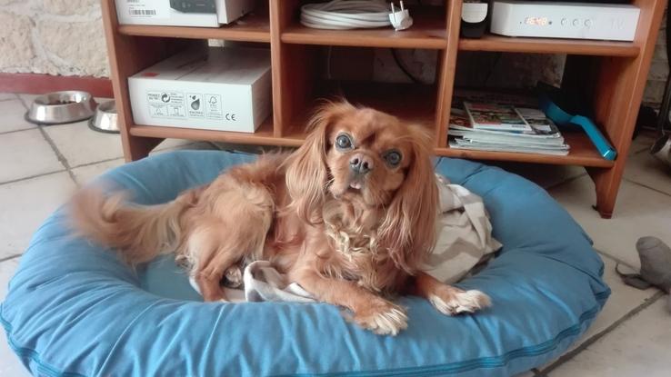 Jango, avec une bouille à faire fondre les cœurs
