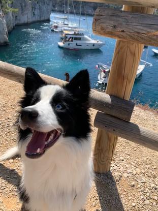 Sortie dans les calanques avec Panda