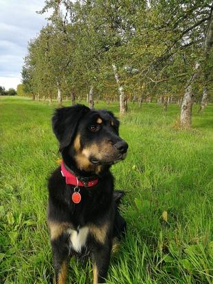 Pomme mon bébé dans les vergers