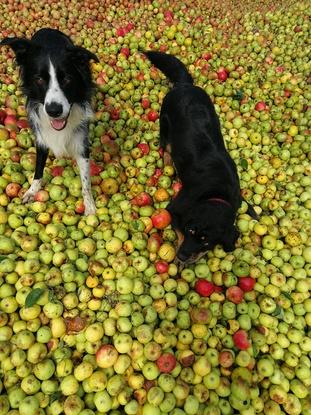 Le jeux dans les pommes