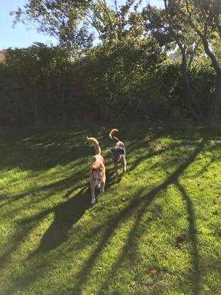 Lucky et Titan dans notre jardin