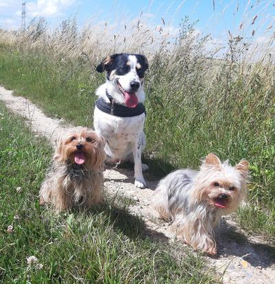 Mes 3 loulous Molly Mickette et Bandy
