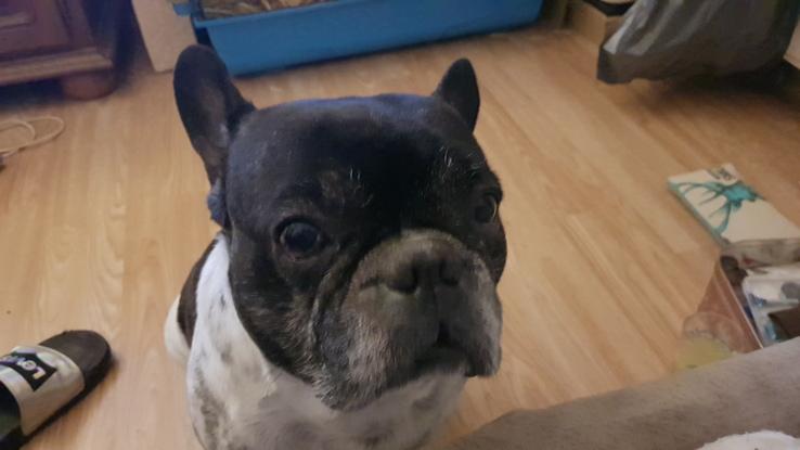 Dobby mon bouledogue français