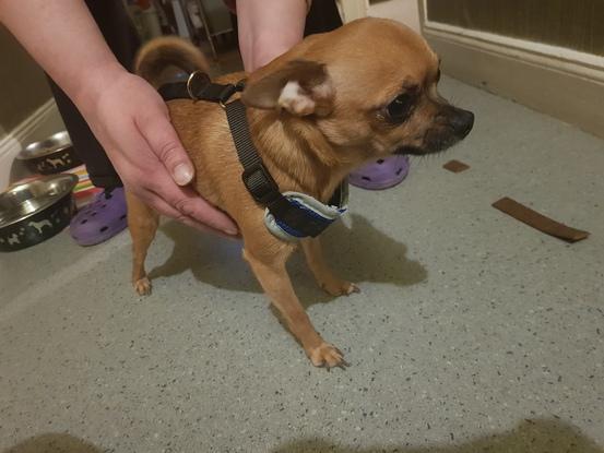 Louna ( Chihuahua)