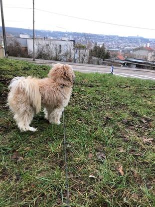 Poppy (janvier)