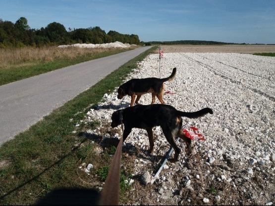 Némo et Guizmo, mes chiens restés à la campagne !