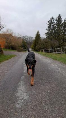 Némo, beauceron de 3ans