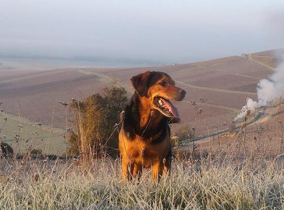 Guizmo, chien de refuge de 10ans