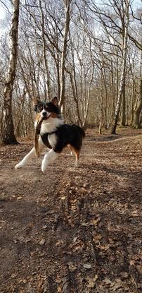 Balade en forêt avec Picsou