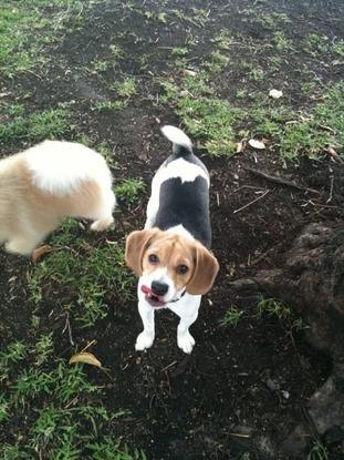 doggy sitting Junior