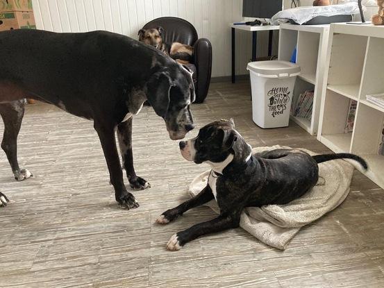 Pongo, jeune staff et Ludmila (ma chienne) une dogue allemande