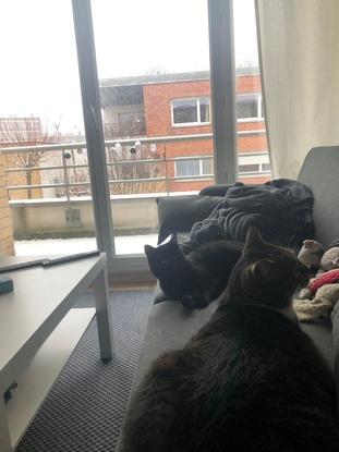 Mes deux chats !