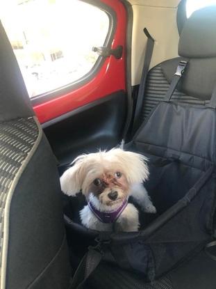 En voiture Simone