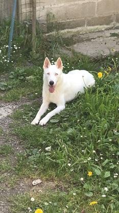 Husky croisé border collie